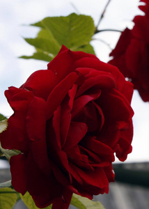新鲜花园红玫瑰花束特写背景