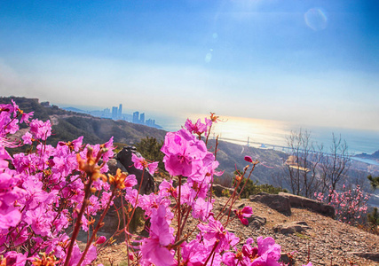 亚洲釜山黄龙山春花盛开