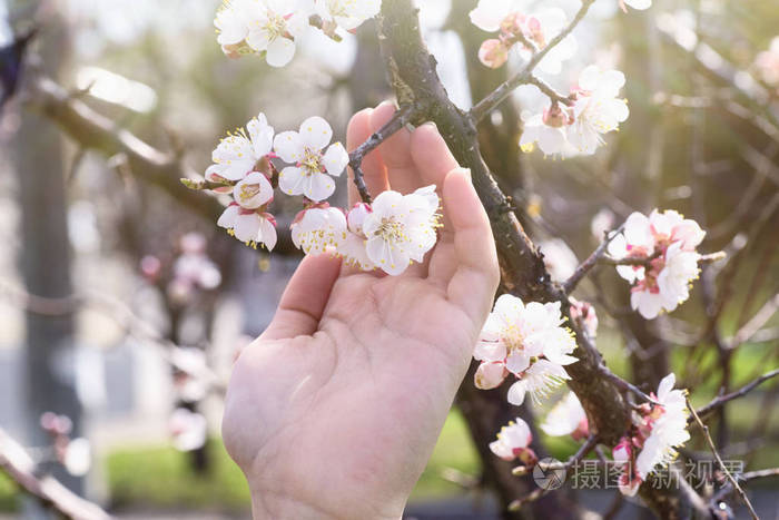 一枝樱花在手阳光明媚的日子里杏花盛开春天手捧樱花