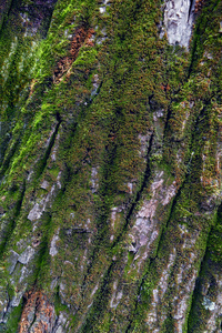 覆盖着鲜绿色苔藓的老树树皮的纹理。