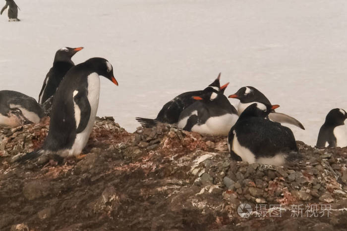 北极企鹅图片_北极熊和企鹅的笑话_企鹅能在北极生存吗