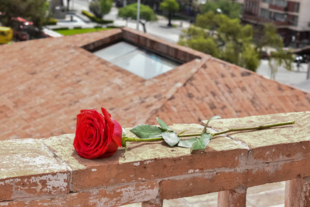 玫瑰 开花 自然 浪漫 花园 情人 婚礼 美女 美丽的 礼物