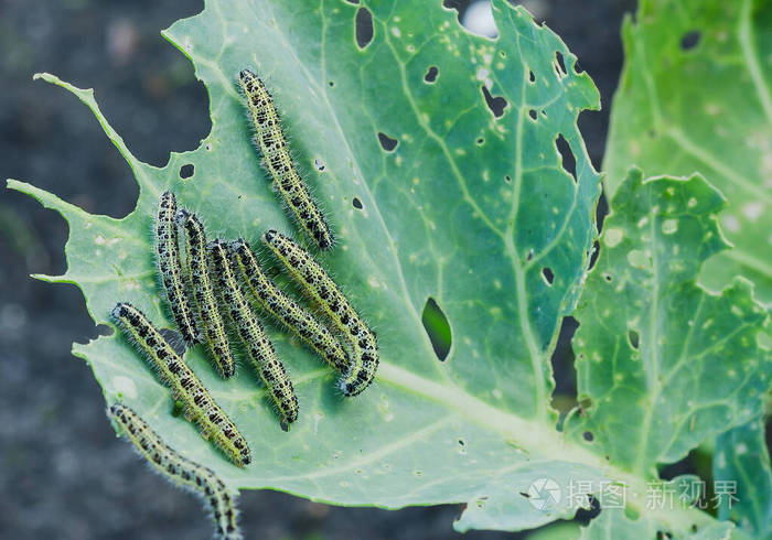 卷心菜毛虫吃卷心菜叶洞的特写镜头