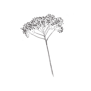 干花上洗劫图片