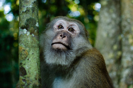 自然背景雄性猴子肖像