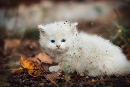 基蒂 可爱的 肖像 兽医 外部 宝贝 毛皮 甜的 自然 小猫