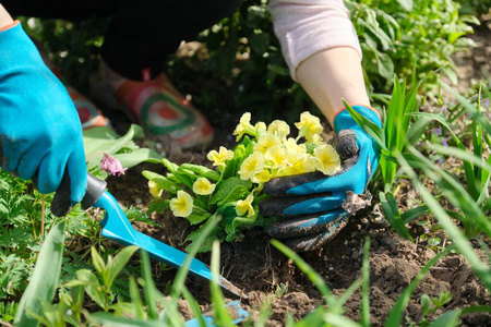 在花园里种植黄色报春花的女人手特写