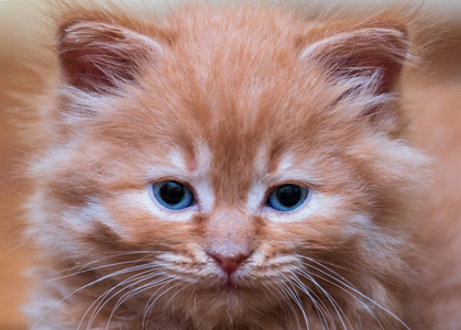 小猫的蓝眼睛图片