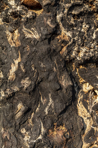 木材 树皮 苔藓 纹理 特写镜头 古老的 材料 树干 植物