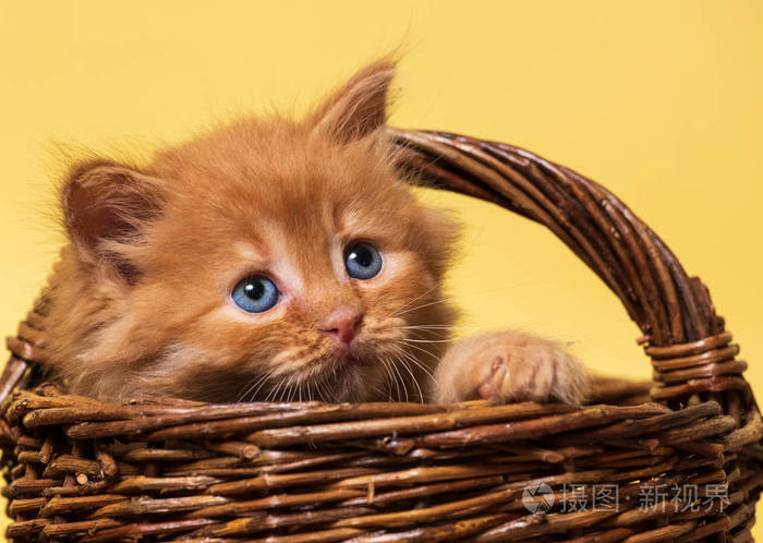 小姜黄色的小猫蓝眼睛在柳条篮子里大叫