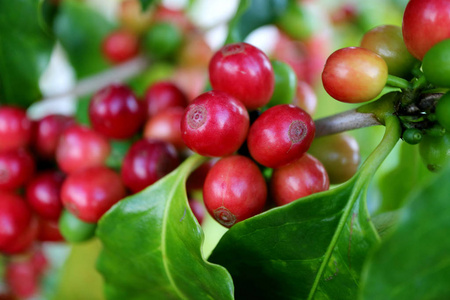 阿拉比卡咖啡 作物 浆果 收获 灌木 咖啡果 农业