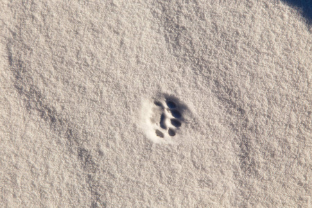 雪中有小动物的踪迹。冬雪