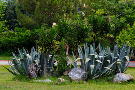 树叶 特写镜头 季节 植物 美丽的 自然 植物区系 公园