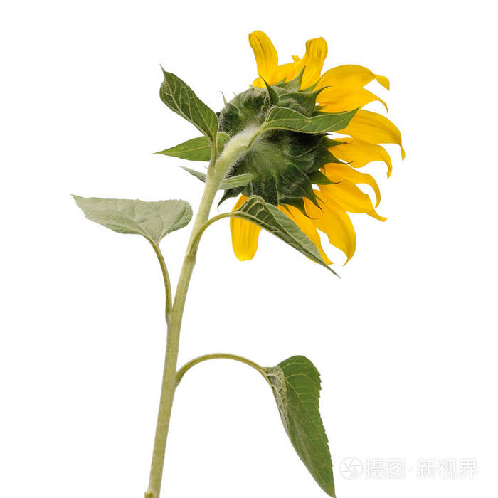 向日葵花开在茎上白色的叶子上有绿色的叶子