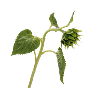 向日葵茎上未开放的芽,白色上有绿色的叶子照片