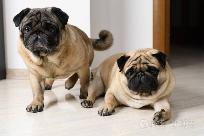 两只哈巴狗躺在地板上