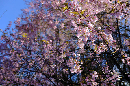 野生喜马拉雅樱花。盛开的粉红色植物