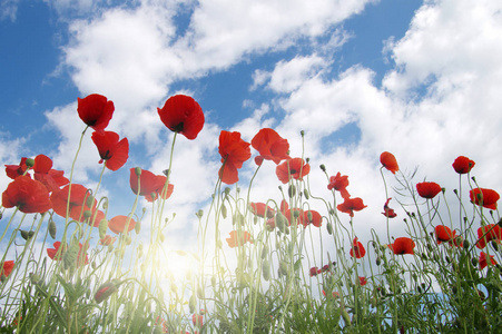  Poppies and sun