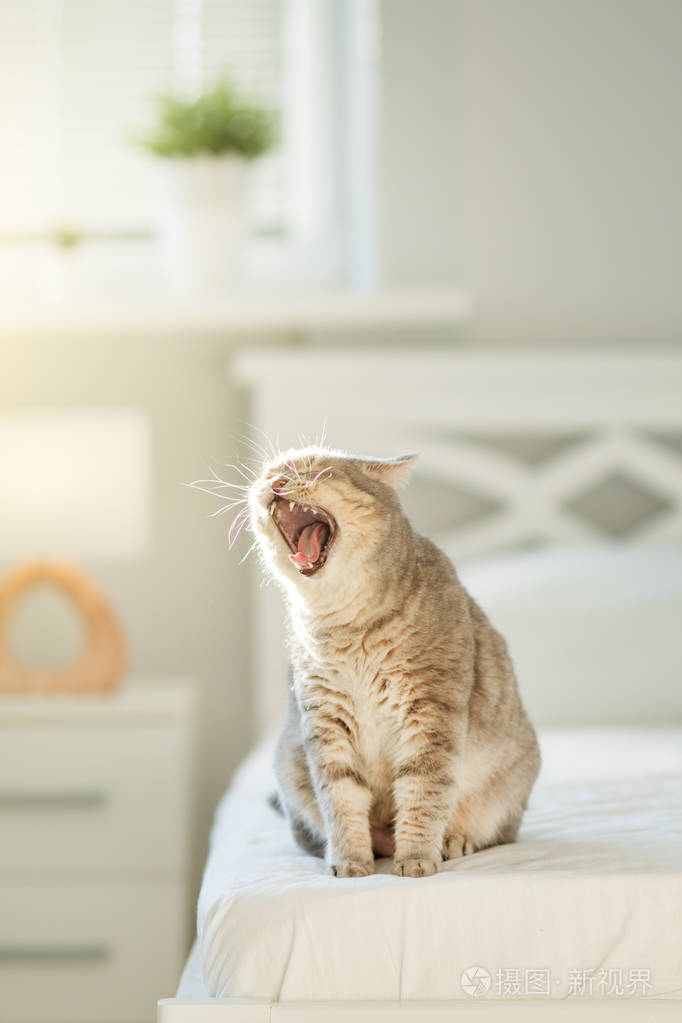 猫打哈欠