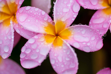 花瓣与水滴的特写镜头