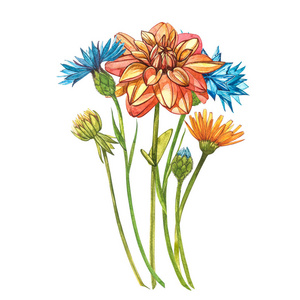 白色上孤立的野花.植物水彩画插图,橙色大丽花束,乡村大丽花.照片
