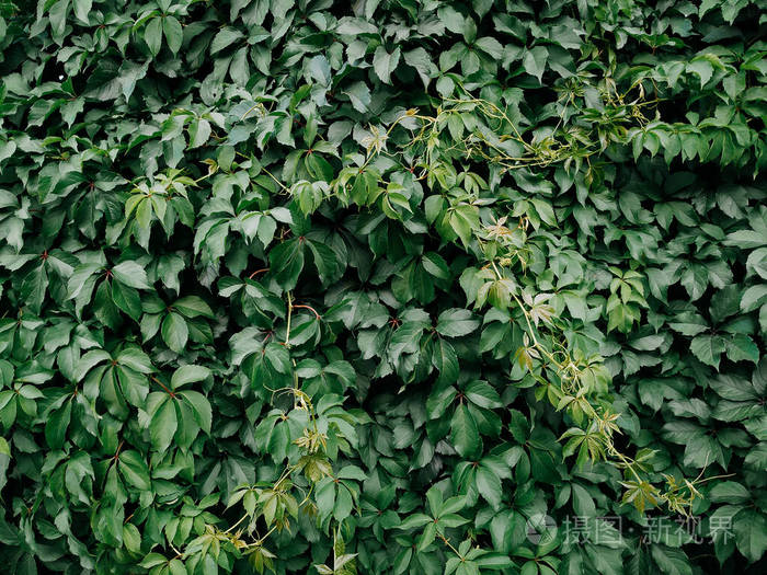 成长 常春藤 植物 花园 自然 墙纸 森林 风景 植物区系