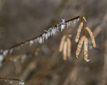 Hoarfrost on a branch 