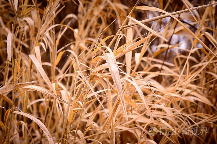 干枯的碎草黄色边角变暗