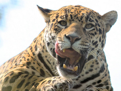 动物 潘塔纳尔 猎人 动物园 森林 游猎 黑豹 南方 眼睛