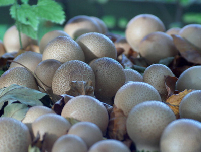 秋天 蘑菇 落下 旅游业 旅行 树叶 风景 自然 森林
