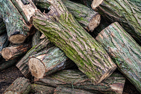 Logs closeup. Cut a stack of logs covered with moss. Stack firew