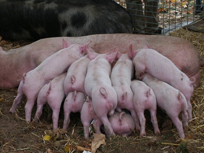 猪肉 食物 农事 粉红色 自然 小猪 谷仓 牲畜 行业 喂养