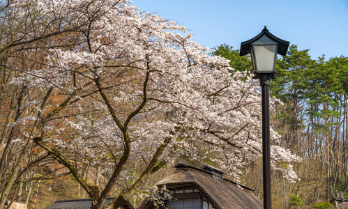 春天 日本 吸引力 北川 花儿 野餐 文化 旅行 旅游业