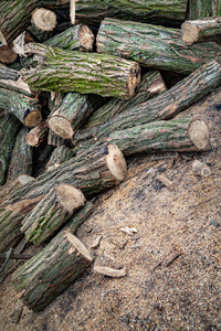 砍掉旧木头。锯木厂的一堆原木。一堆柴火。壁炉的原木。伐木。冬天的森林。