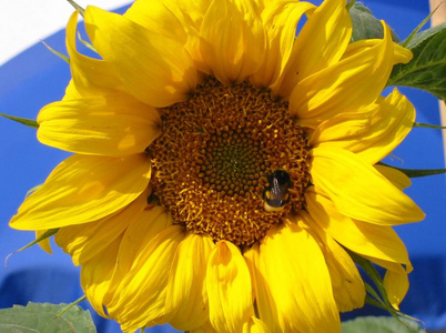 特写镜头 向日葵 植物 夏天 夏季 蜜蜂 繁荣 自然 大黄蜂