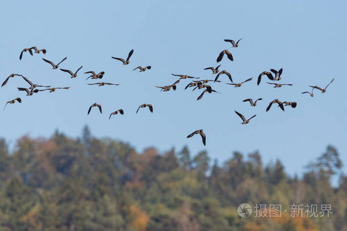 一群飞过森林的飞鸟