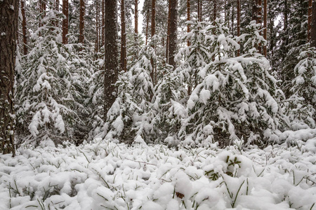 木材 美女 寒冷的 分支 冬天 森林 十二月 冷冰冰的 天空