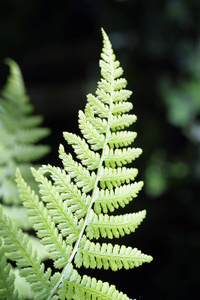 季节 植物学 花园 美女 春天 分支 生长 蕨类植物 植物