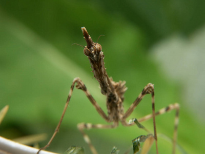 无脊椎动物 昆虫 颜色 眼睛 夏天 动物群 特写镜头 捕食者