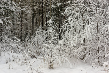 寒冷的 天气 降雪 自然 冬天 气候 冬季 季节 风景 冬日