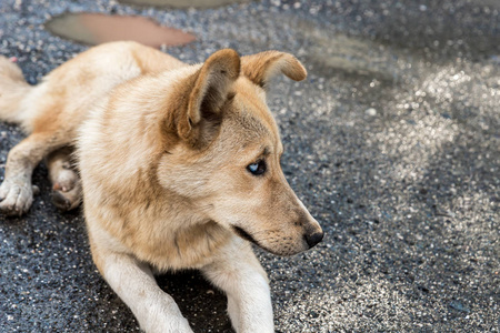 提,一只大黄毛的格鲁吉亚牧羊犬躺在那里看着羊群边境牧羊犬的狗桨在