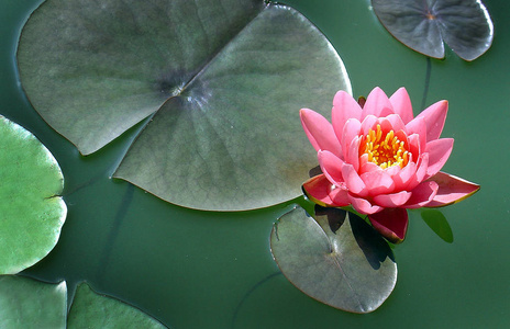 粉红色 美丽的 花园 花瓣 植物 夏天 植物学 美女 春天