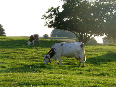 牛肉 风景 哺乳动物 牧场 奶牛 土地 牛奶 领域 天空