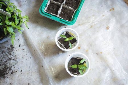 那个春播.在家里窗台上用盒子里的种子培育出来的早期幼苗.