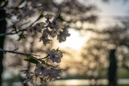 吸引力 樱桃 自然 风景 季节 观光 开花 旅行 公园 旅游业