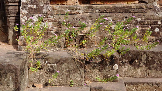 古代高棉佛教寺院的自然植物花