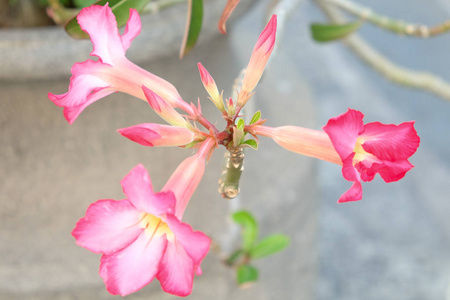 植物区系 兰花 植物学 花瓣 春天 异国情调 粉红色 生长