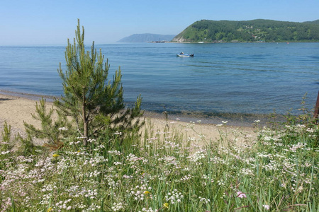 落叶松 自然 亚洲 夏天 西伯利亚 海岸 俄罗斯 斗篷 贝加尔湖