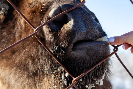 A closeup on the jaws of an animal bull on Wall Street, a cow, 