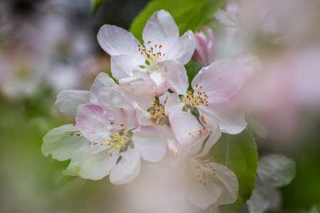 春天 分支 花的 水果 开花 蜜蜂 场景 花园 季节 盛开